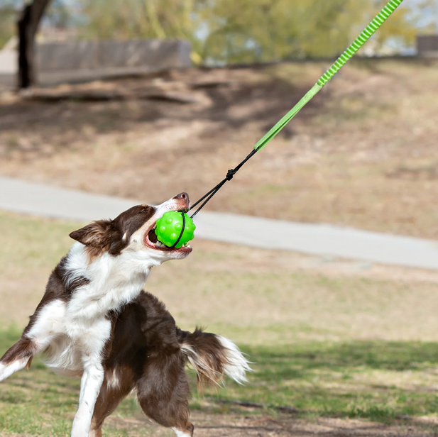 Jolly Pets Tree Tugger