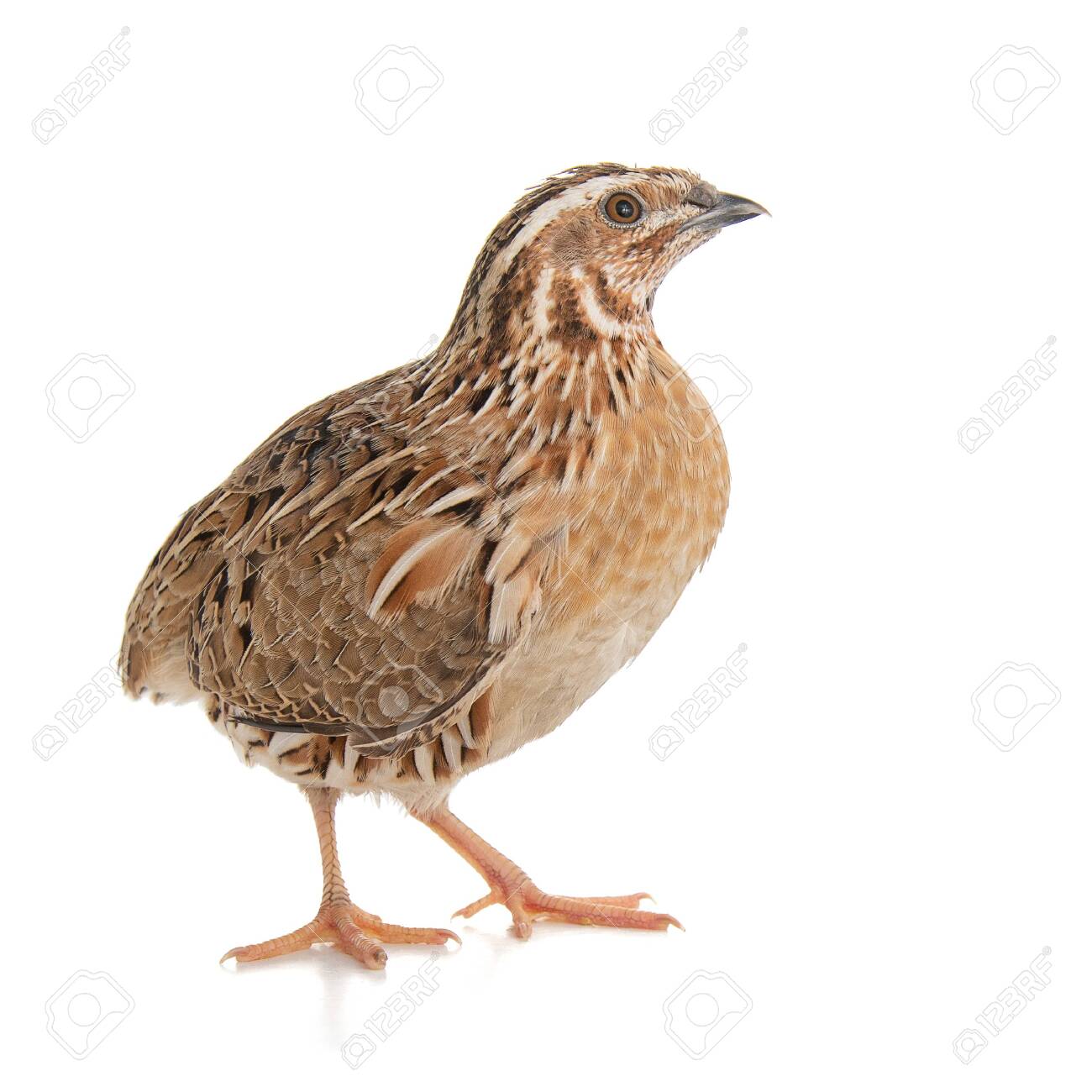 Raw Whole Quail