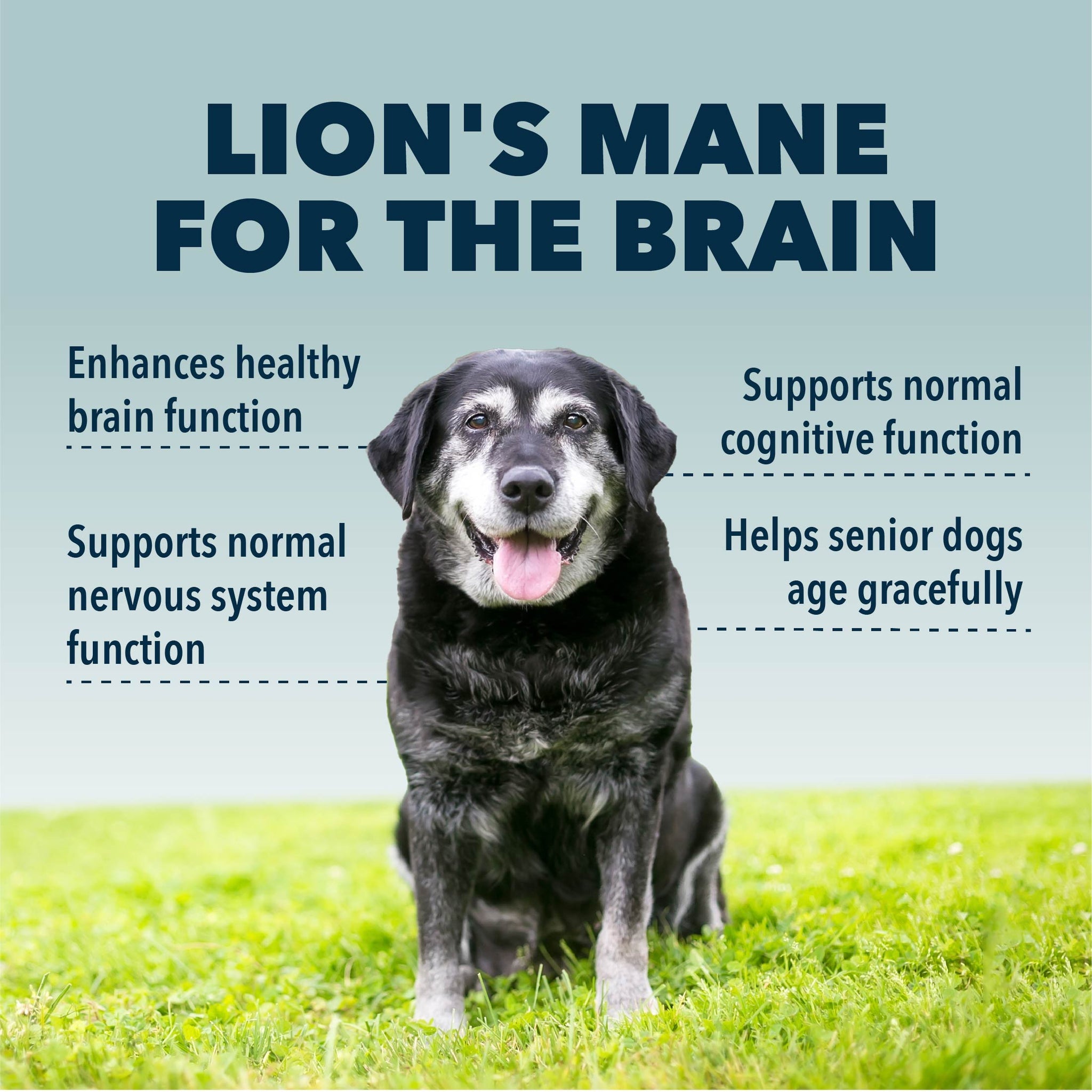 Four Leaf Rover Lions Mane - Organic Mushroom Extract