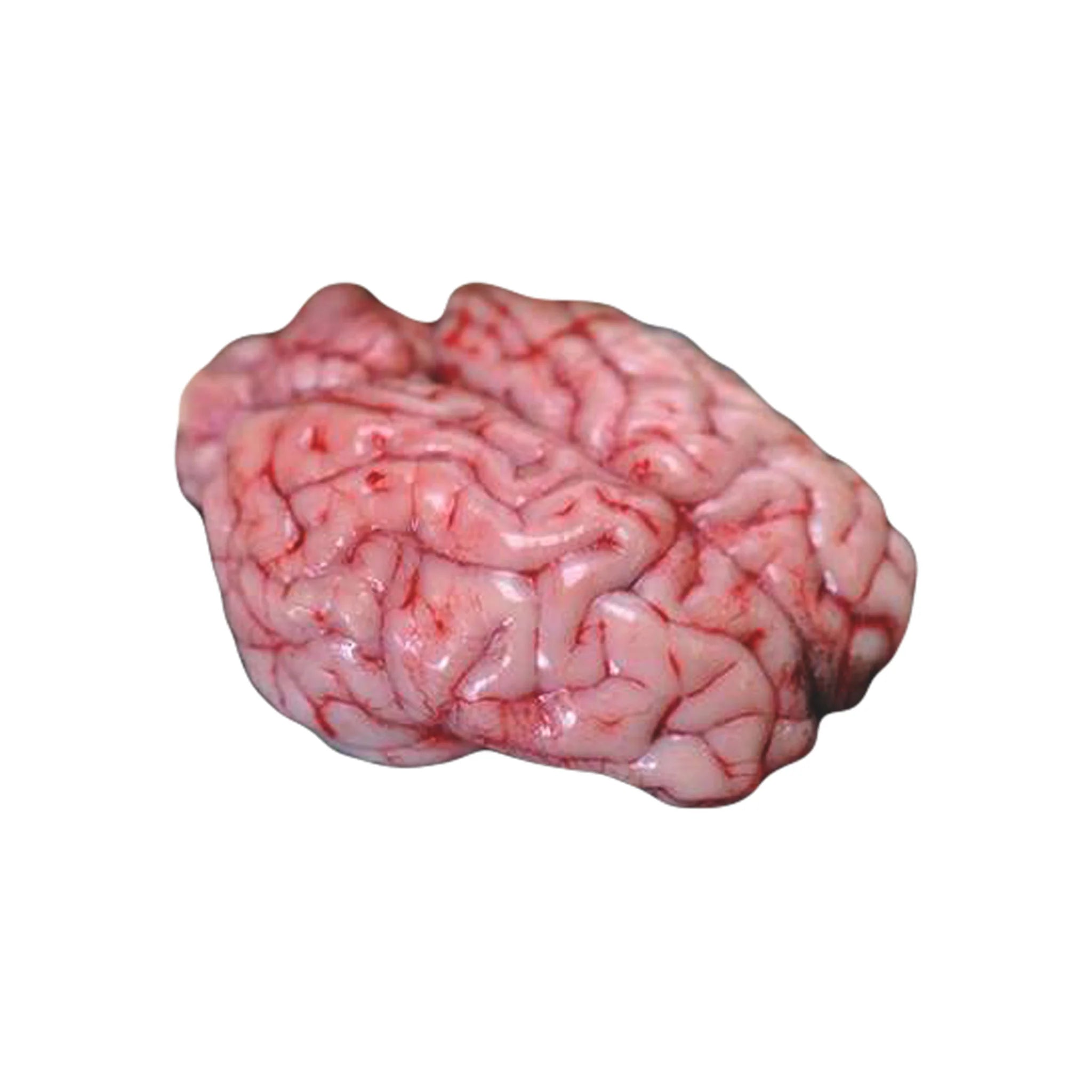 Raw Veal Brain