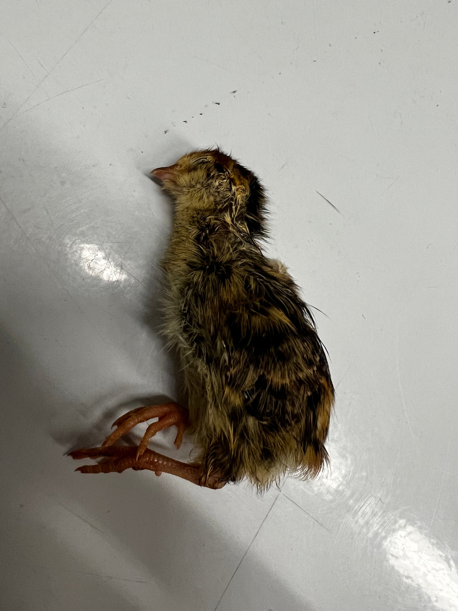 Raw Whole Quail